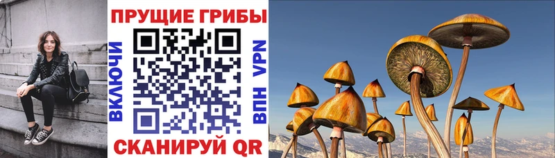 Псилоцибиновые грибы мухоморы  где купить наркотик  ссылка на мегу   Сыктывкар 
